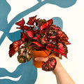 Begonia rex 'Inca Night' - Sprouts of Bristol