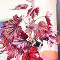 Begonia rex 'Joyful Blaze' - Welsh Grown - Sprouts of Bristol