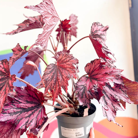 Begonia rex 'Joyful Blaze' - Welsh Grown - Sprouts of Bristol