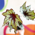 Begonia rex 'Little Brother Montgomery' - Welsh Grown - Sprouts of Bristol