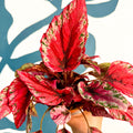 Begonia rex ‘Maui Sunset’ - Sprouts of Bristol