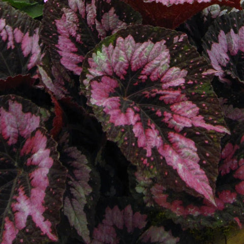Begonia rex 'Merry Christmas' - Welsh Grown - Sprouts of Bristol