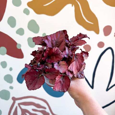 Begonia rex 'Red Bull' - Sprouts of Bristol