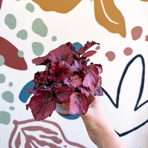 Begonia rex 'Red Bull' - Sprouts of Bristol