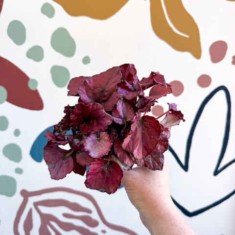 Begonia rex 'Red Bull' - Sprouts of Bristol