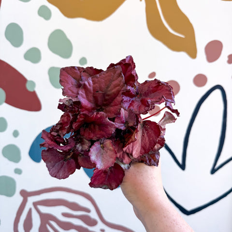 Begonia rex 'Red Bull' - Sprouts of Bristol