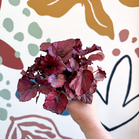 Begonia rex 'Red Bull' - Sprouts of Bristol