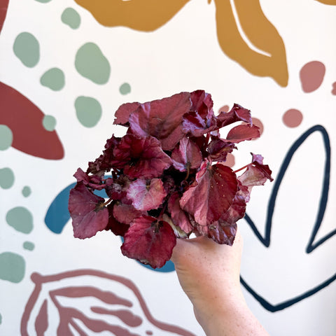 Begonia rex 'Red Bull' - Sprouts of Bristol