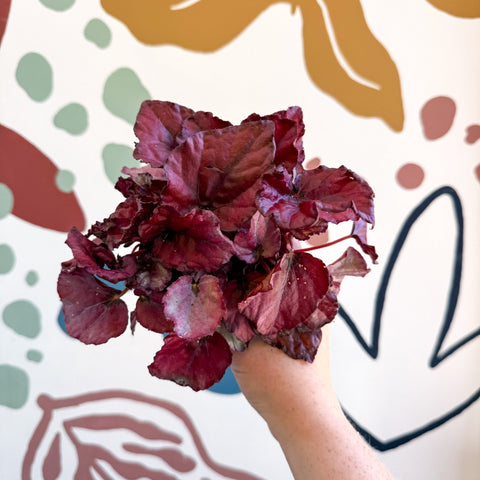 Begonia rex 'Red Bull' - Sprouts of Bristol