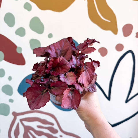 Begonia rex 'Red Bull' - Sprouts of Bristol