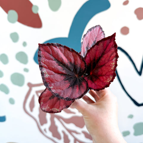 Begonia rex 'Red Kiss' - Sprouts of Bristol