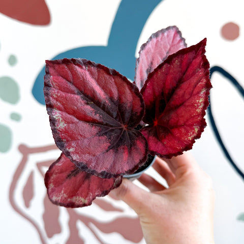 Begonia rex 'Red Kiss' - Sprouts of Bristol