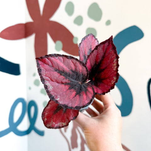 Begonia rex 'Red Kiss' - Sprouts of Bristol