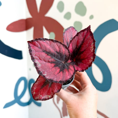 Begonia rex 'Red Kiss' - Sprouts of Bristol