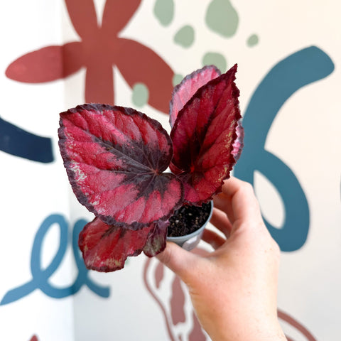 Begonia rex 'Red Kiss' - Sprouts of Bristol