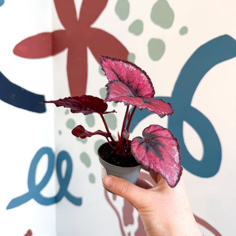 Begonia rex 'Red Kiss' - Sprouts of Bristol