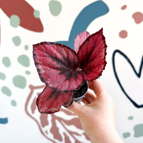 Begonia rex 'Red Kiss' - Sprouts of Bristol