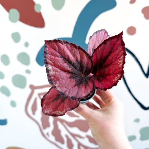 Begonia rex 'Red Kiss' - Sprouts of Bristol