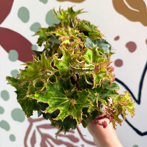 Begonia rex 'Sea Urchin' - Welsh Grown - Sprouts of Bristol