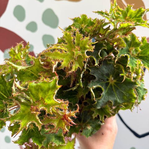 Begonia rex 'Sea Urchin' - Welsh Grown - Sprouts of Bristol