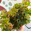 Begonia rex 'Sea Urchin' - Welsh Grown - Sprouts of Bristol