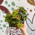 Begonia rex 'Sea Urchin' - Welsh Grown - Sprouts of Bristol