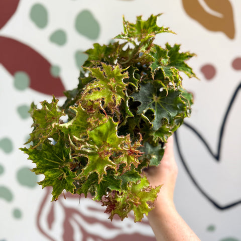 Begonia rex 'Sea Urchin' - Welsh Grown - Sprouts of Bristol