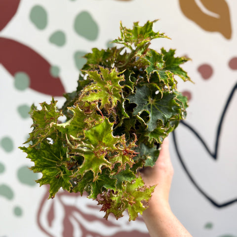 Begonia rex 'Sea Urchin' - Welsh Grown - Sprouts of Bristol
