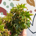 Begonia rex 'Sea Urchin' - Welsh Grown - Sprouts of Bristol