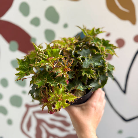 Begonia rex 'Sea Urchin' - Welsh Grown - Sprouts of Bristol