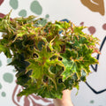 Begonia rex 'Sea Urchin' - Welsh Grown - Sprouts of Bristol