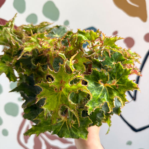 Begonia rex 'Sea Urchin' - Welsh Grown - Sprouts of Bristol
