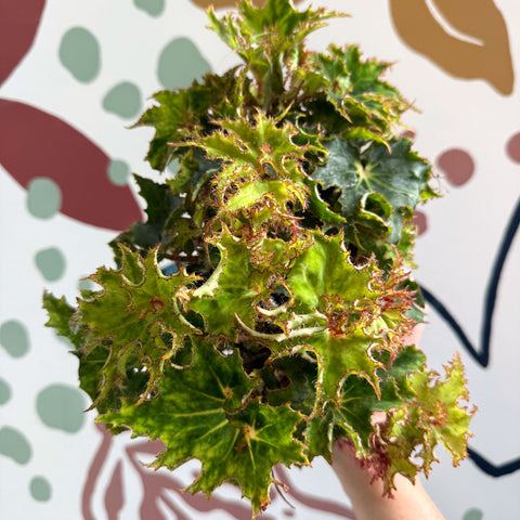 Begonia rex 'Sea Urchin' - Welsh Grown - Sprouts of Bristol