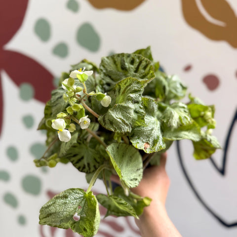 Begonia rex 'Silver Jewel' - Welsh Grown - Sprouts of Bristol