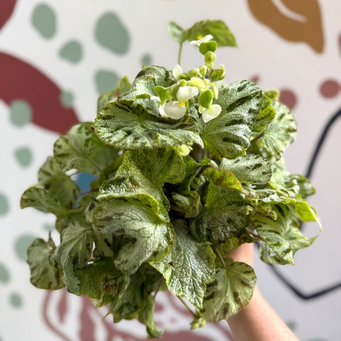 Begonia rex 'Silver Jewel' - Welsh Grown - Sprouts of Bristol