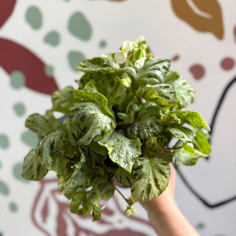 Begonia rex 'Silver Jewel' - Welsh Grown - Sprouts of Bristol