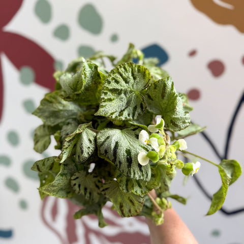 Begonia rex 'Silver Jewel' - Welsh Grown - Sprouts of Bristol