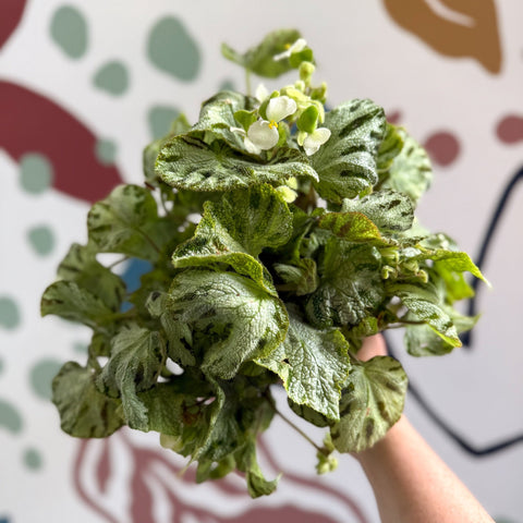 Begonia rex 'Silver Jewel' - Welsh Grown - Sprouts of Bristol