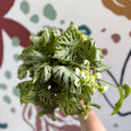 Begonia rex 'Silver Jewel' - Welsh Grown - Sprouts of Bristol