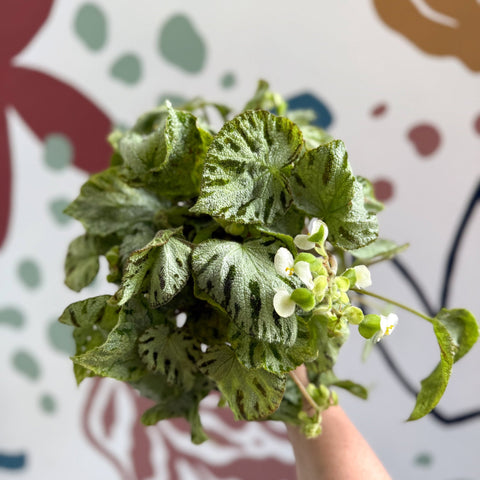 Begonia rex 'Silver Jewel' - Welsh Grown - Sprouts of Bristol