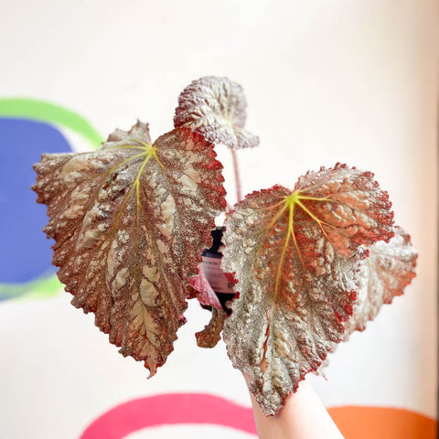 Begonia rex 'Solid Silver' - Welsh Grown - Sprouts of Bristol