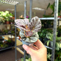 Begonia rex 'Spirit Of Bali' - Sprouts of Bristol