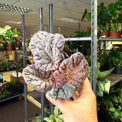 Begonia rex 'Spirit Of Bali' - Sprouts of Bristol