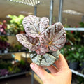 Begonia rex 'Spirit Of Bali' - Sprouts of Bristol