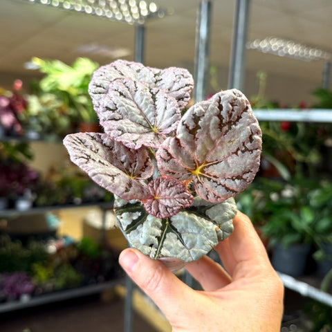 Begonia rex 'Spirit Of Bali' - Sprouts of Bristol