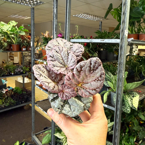 Begonia rex 'Spirit Of Bali' - Sprouts of Bristol