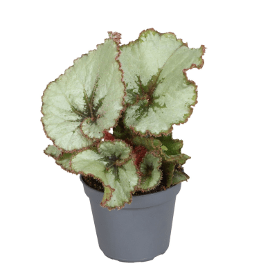 Begonia rex 'Spirit Of Java' - Sprouts of Bristol