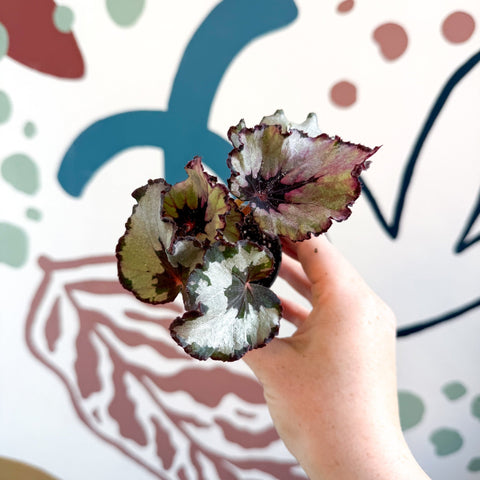 Begonia rex 'Spirit Of Kwale' - Sprouts of Bristol