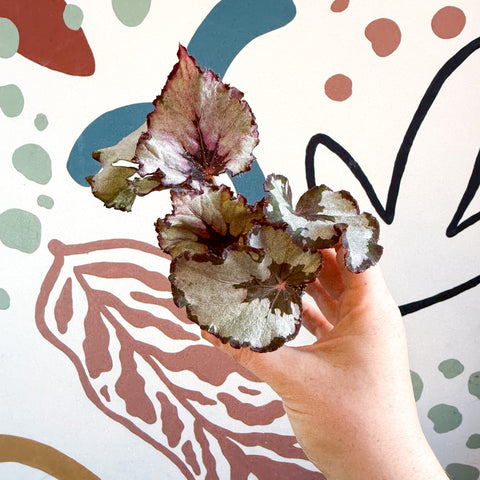 Begonia rex 'Spirit Of Kwale' - Sprouts of Bristol