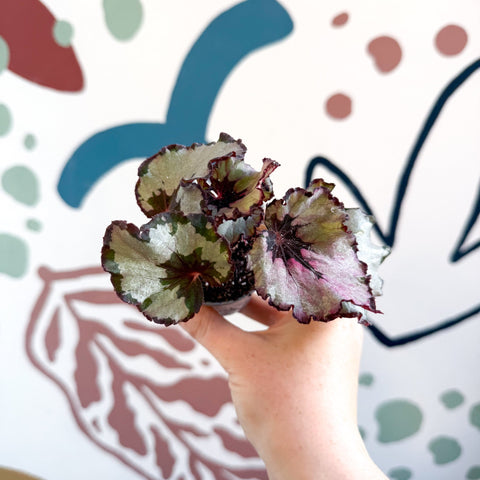 Begonia rex 'Spirit Of Kwale' - Sprouts of Bristol